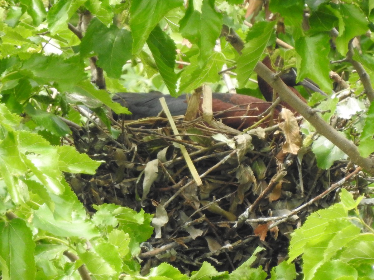 Glossy Ibis - ML637591309