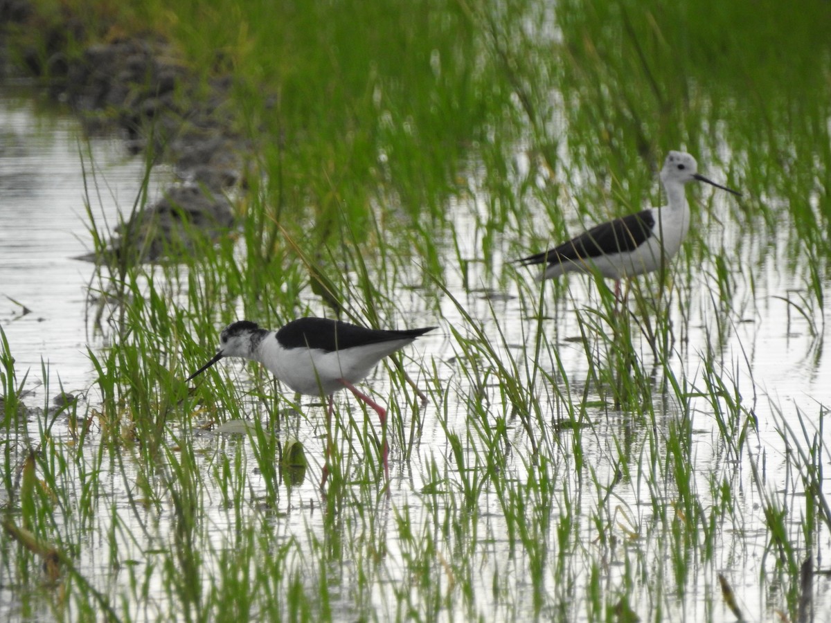 Black-winged Stilt - ML637591325