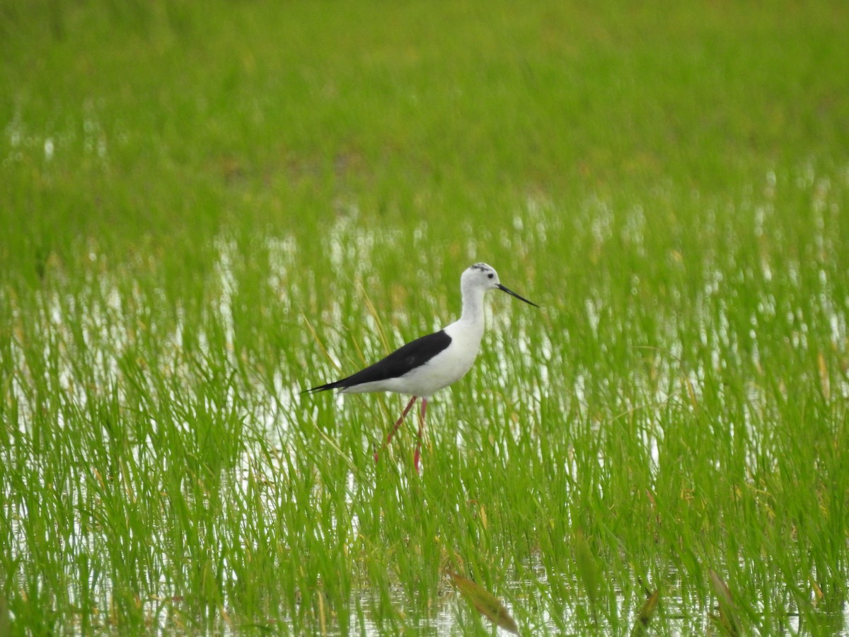 Black-winged Stilt - ML637591326
