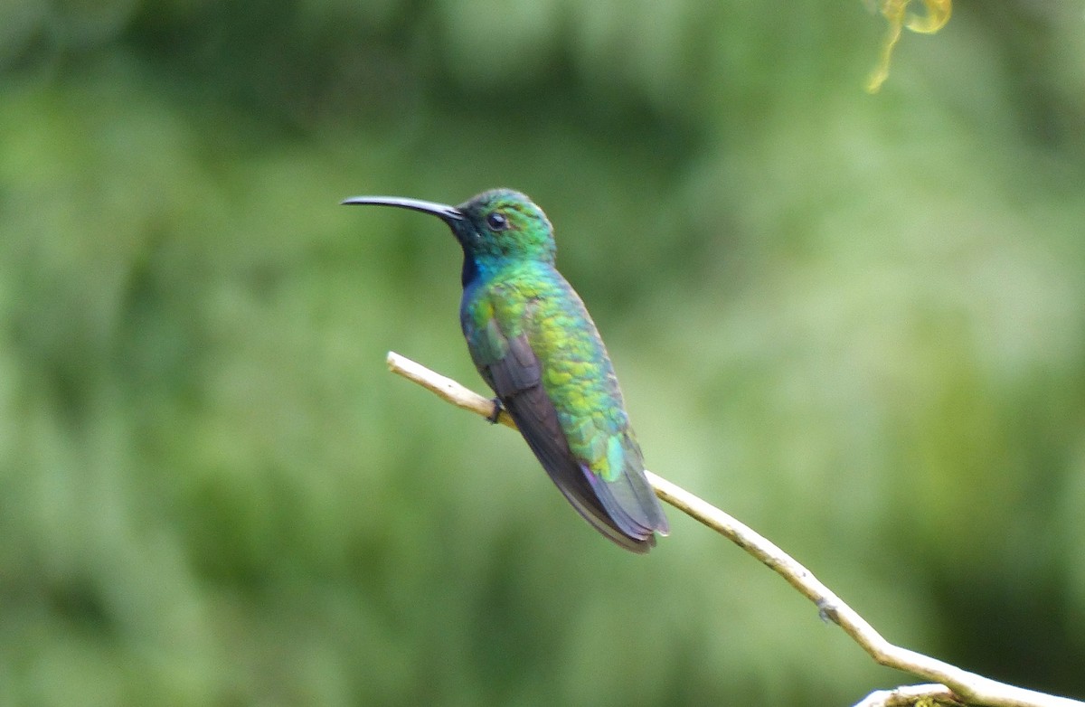 Green-breasted Mango - ML637591333