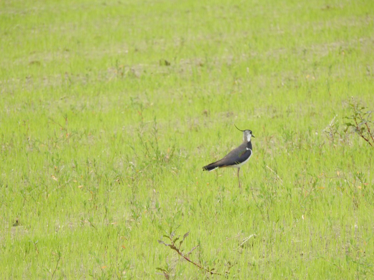 Northern Lapwing - ML637591357