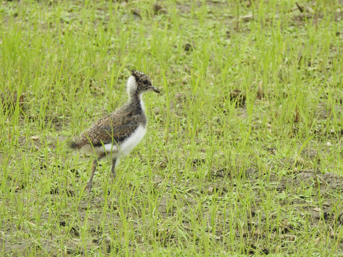 Northern Lapwing - ML637591358