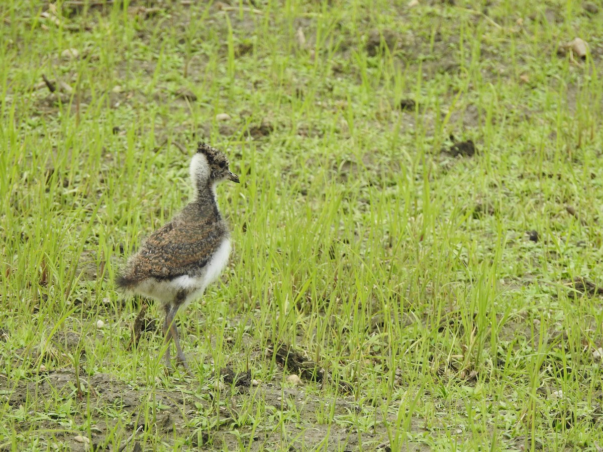 Northern Lapwing - ML637591359