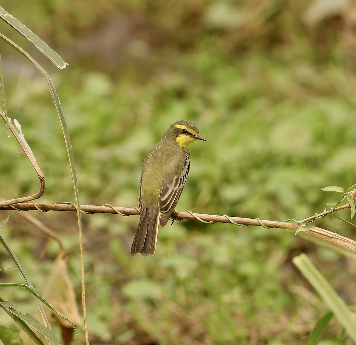 Yellow-browed Tyrant - ML637591362