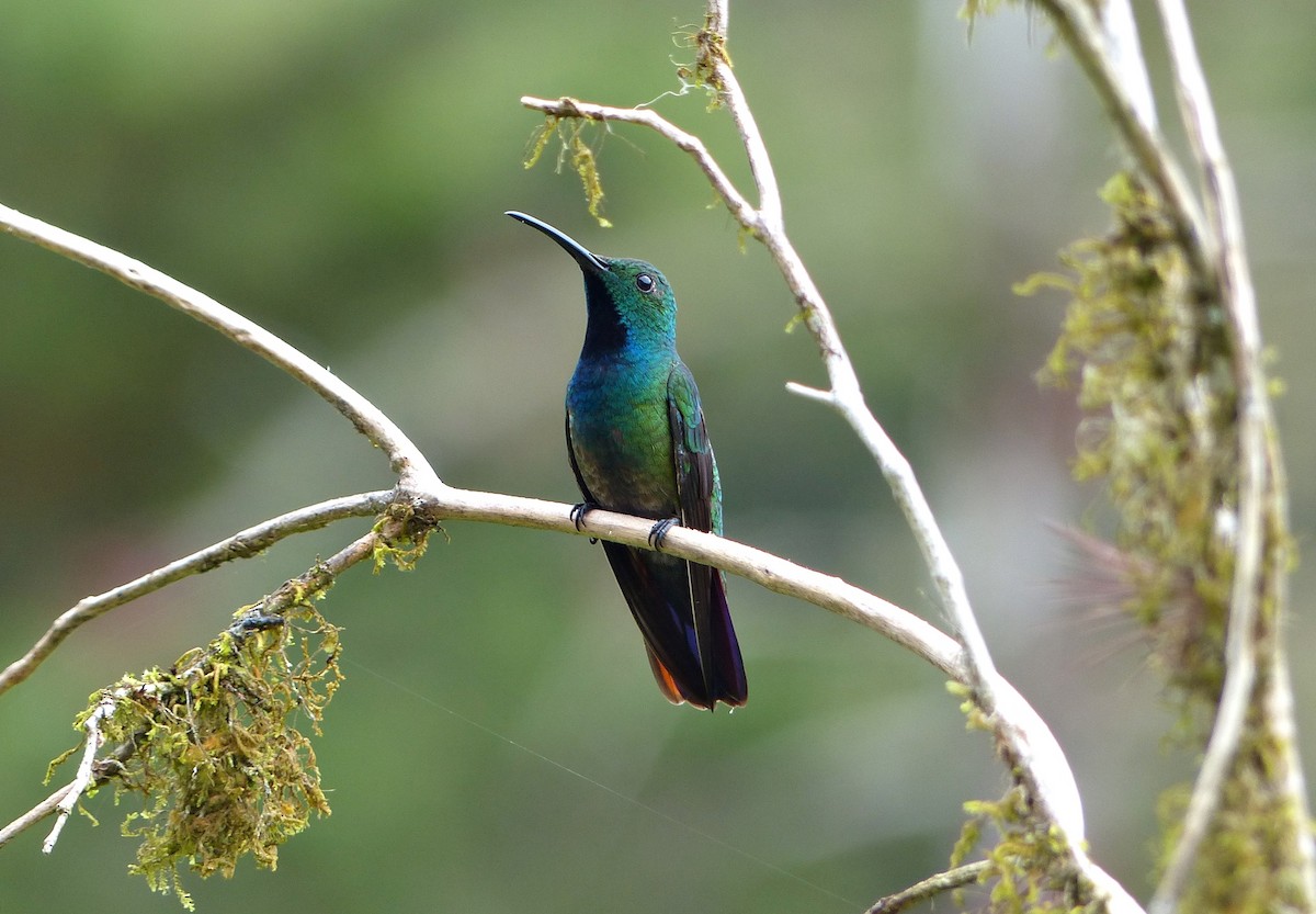 Green-breasted Mango - ML637591411