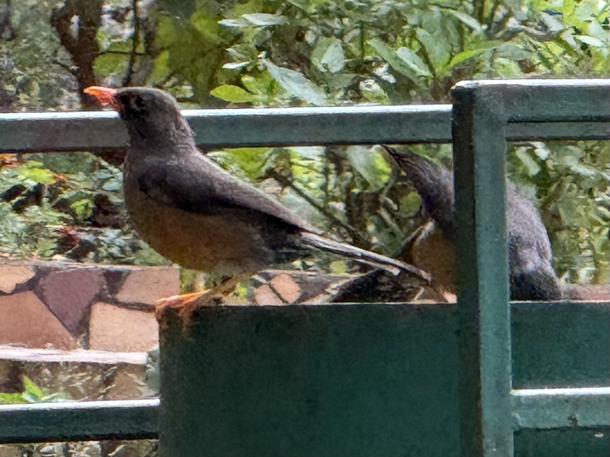 Abyssinian Thrush - ML637591423