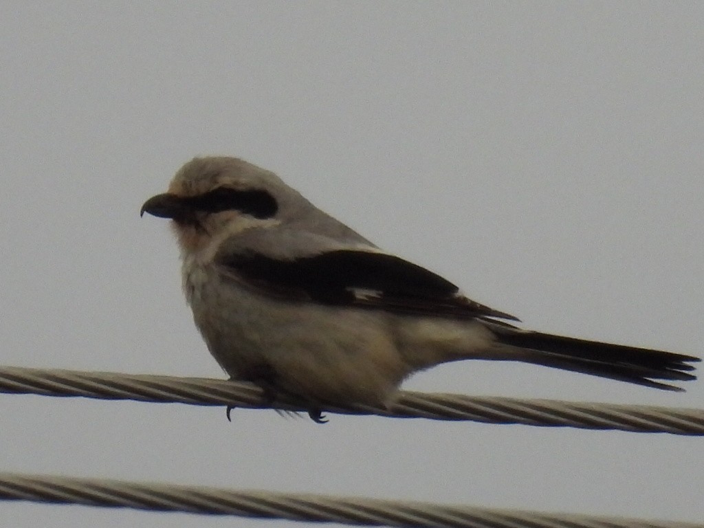 Northern Shrike - ML637591446