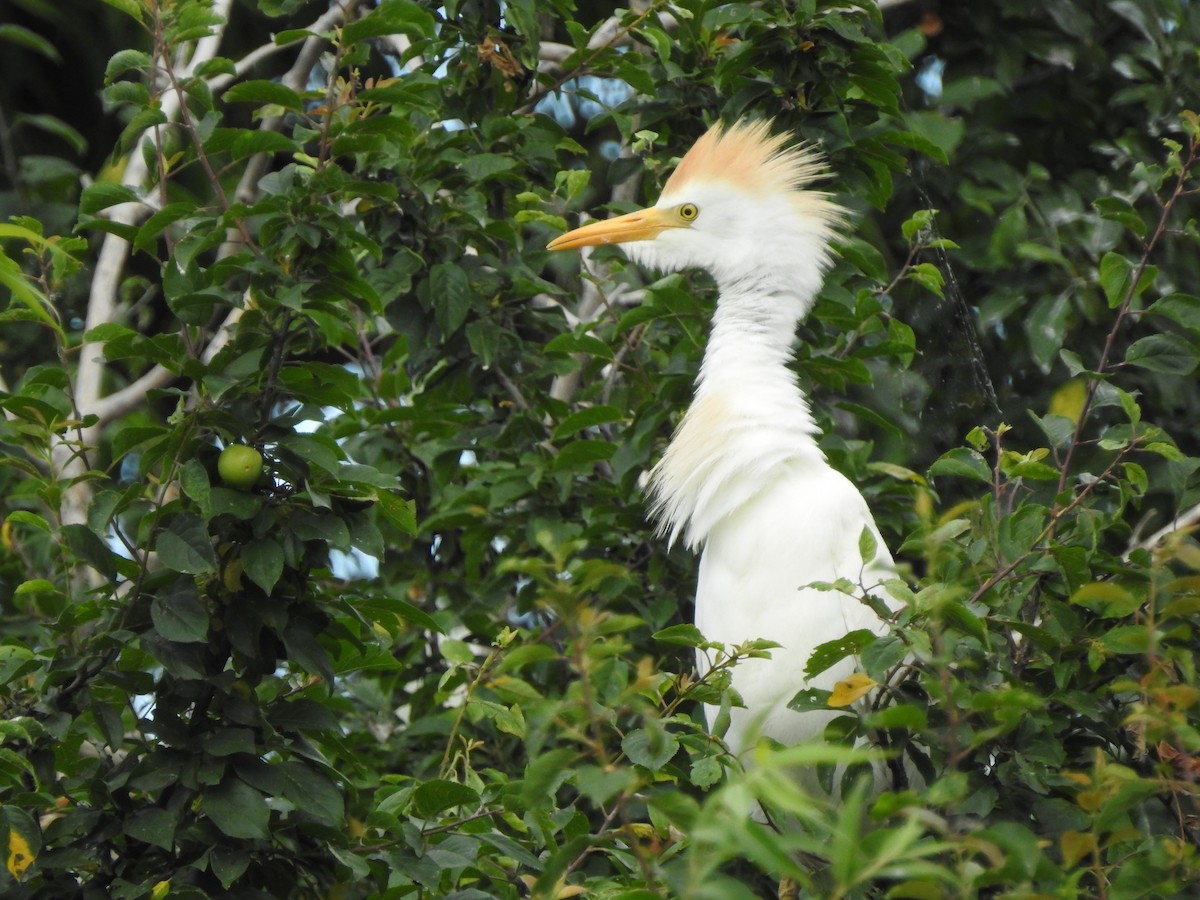 Western Cattle-Egret - ML637591463