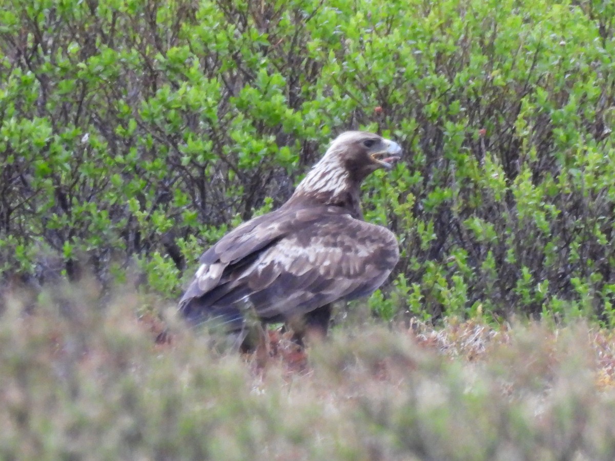 Golden Eagle - ML637591476