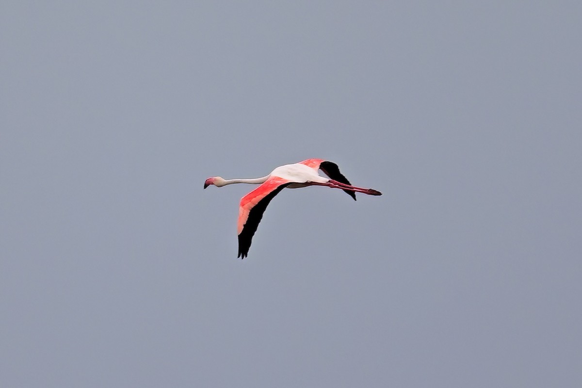 Greater Flamingo - ML637591495