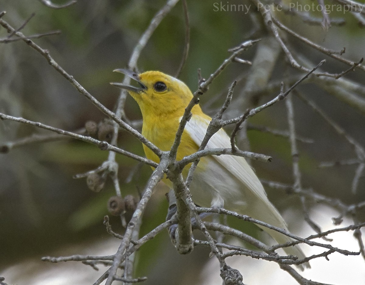 Yellow-throated Vireo - ML637591508