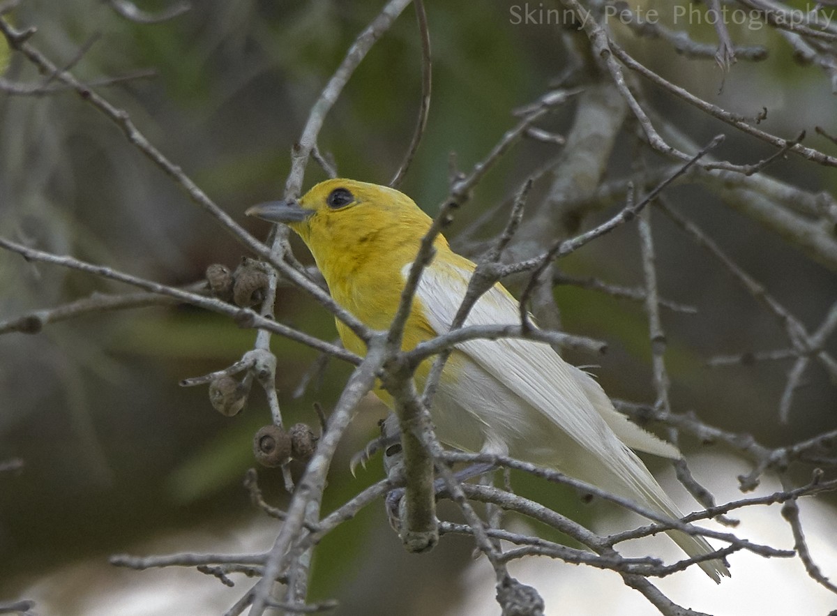Yellow-throated Vireo - ML637591509