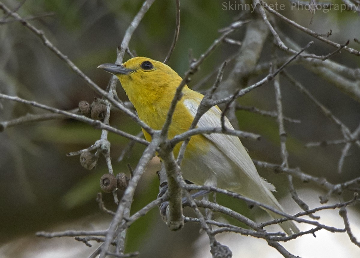 Yellow-throated Vireo - ML637591510