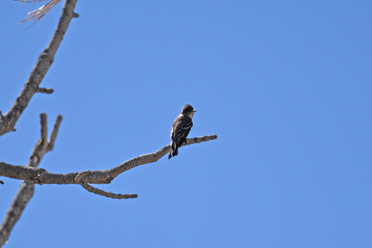 Western Wood-Pewee - ML637591514