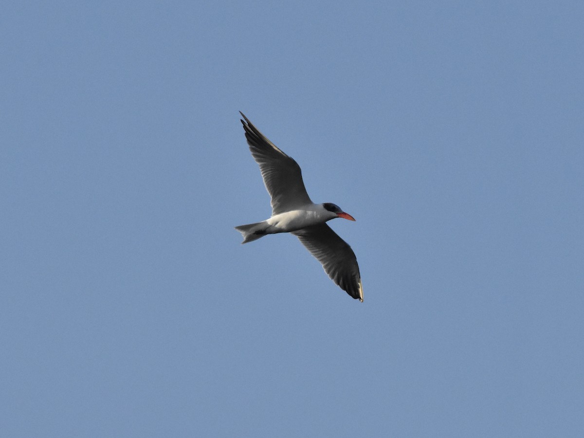 Caspian Tern - ML637591520
