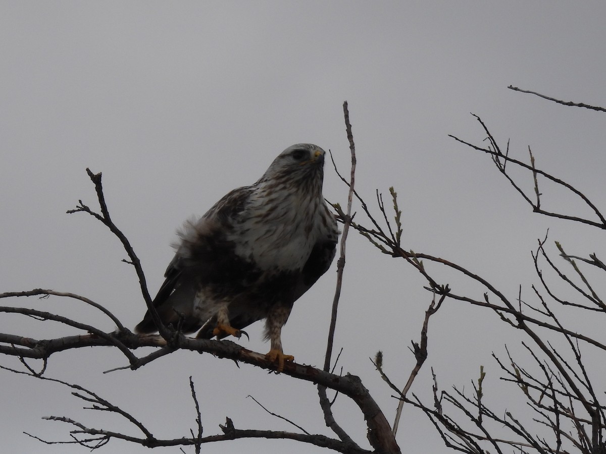 Rough-legged Hawk - ML637591523