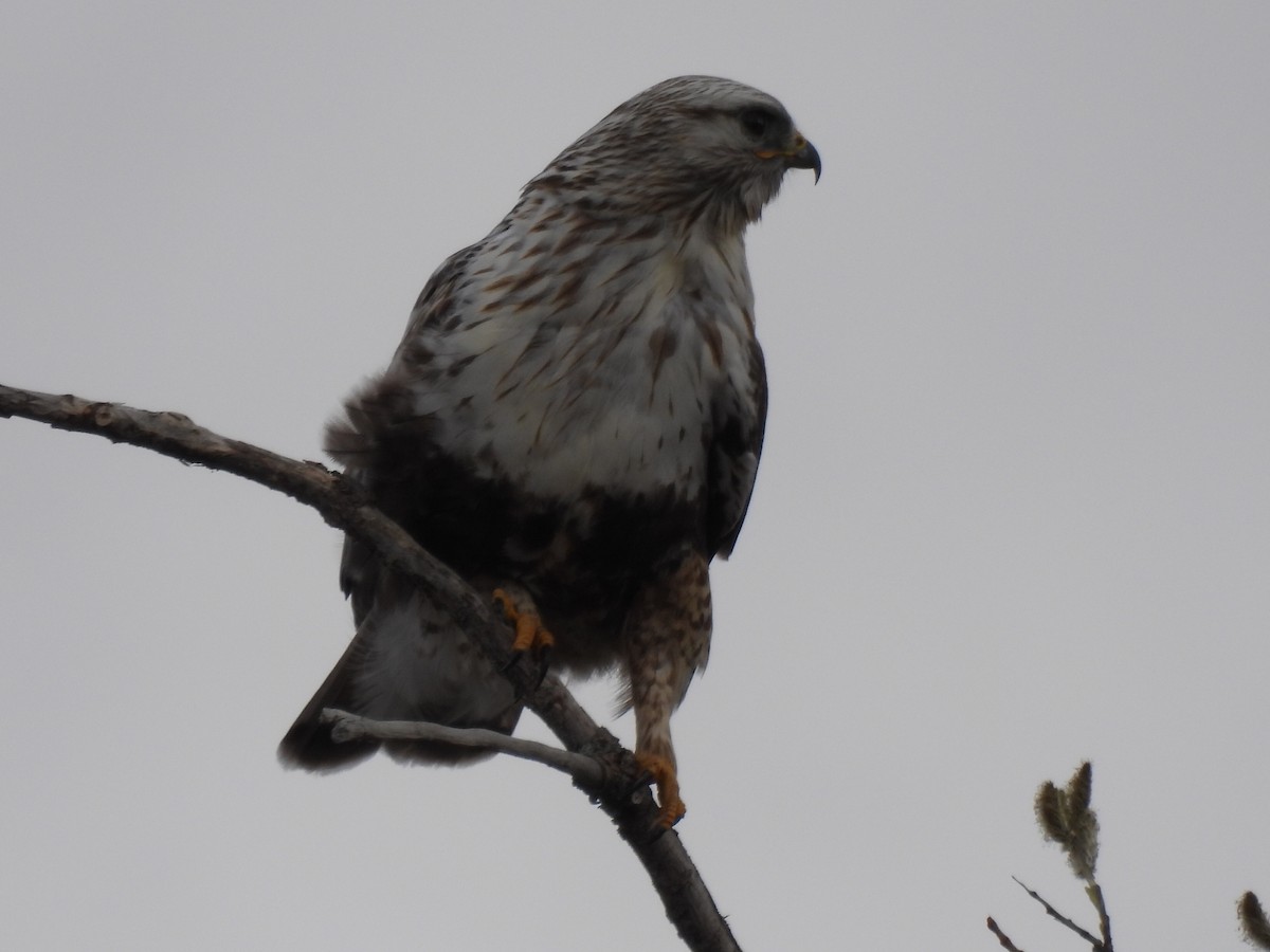 Rough-legged Hawk - ML637591524
