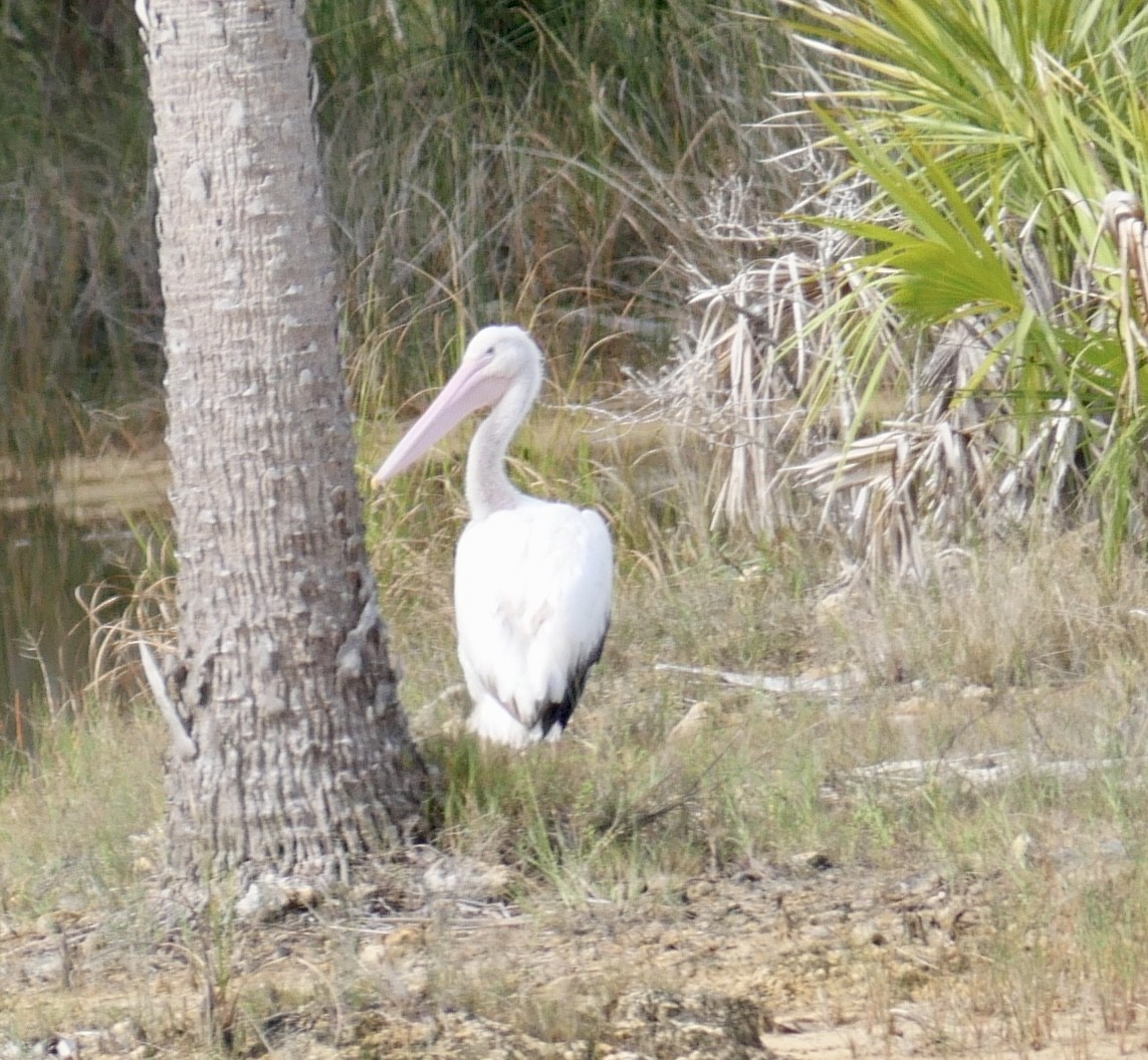 American White Pelican - ML637591528