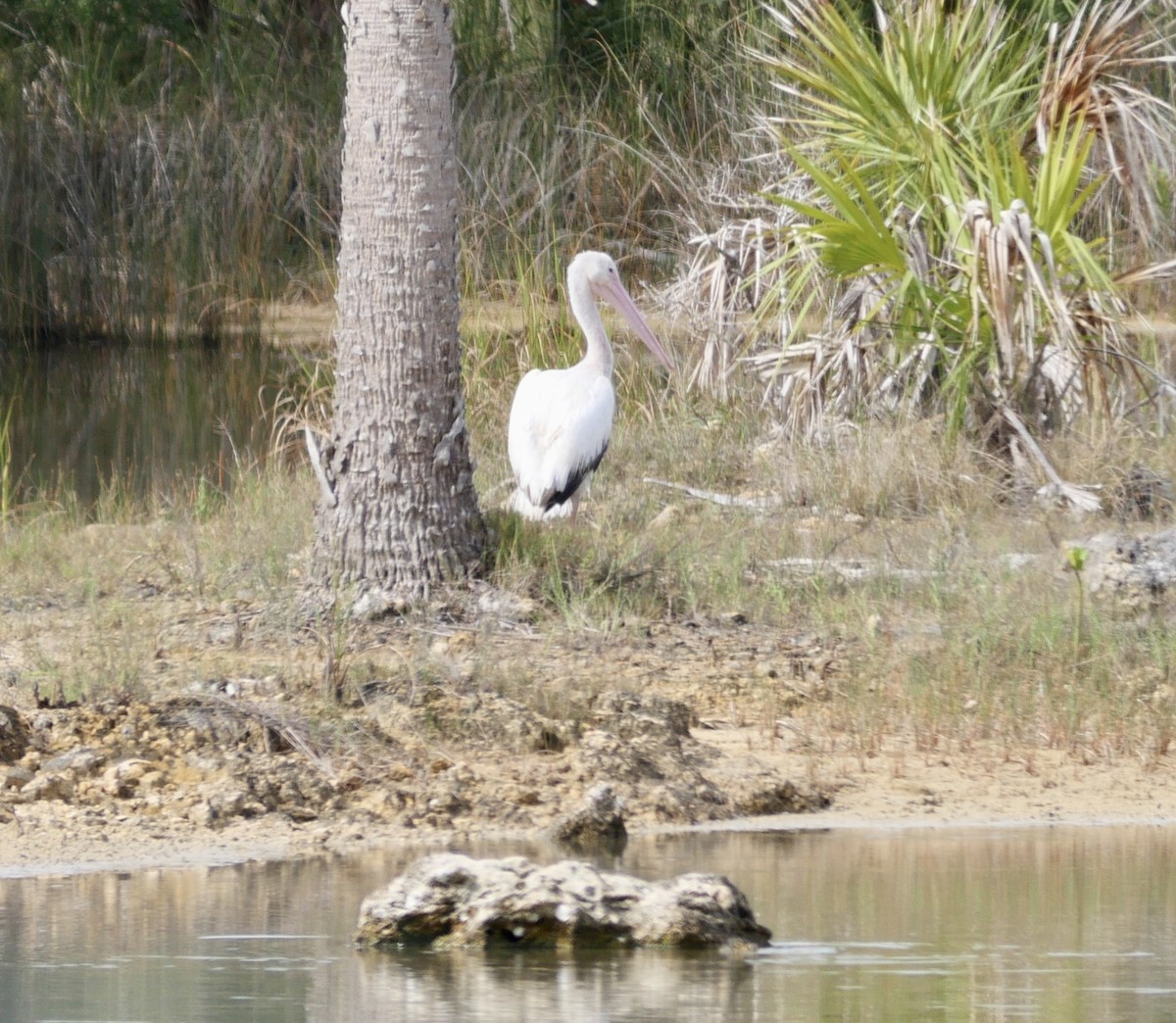 American White Pelican - ML637591532