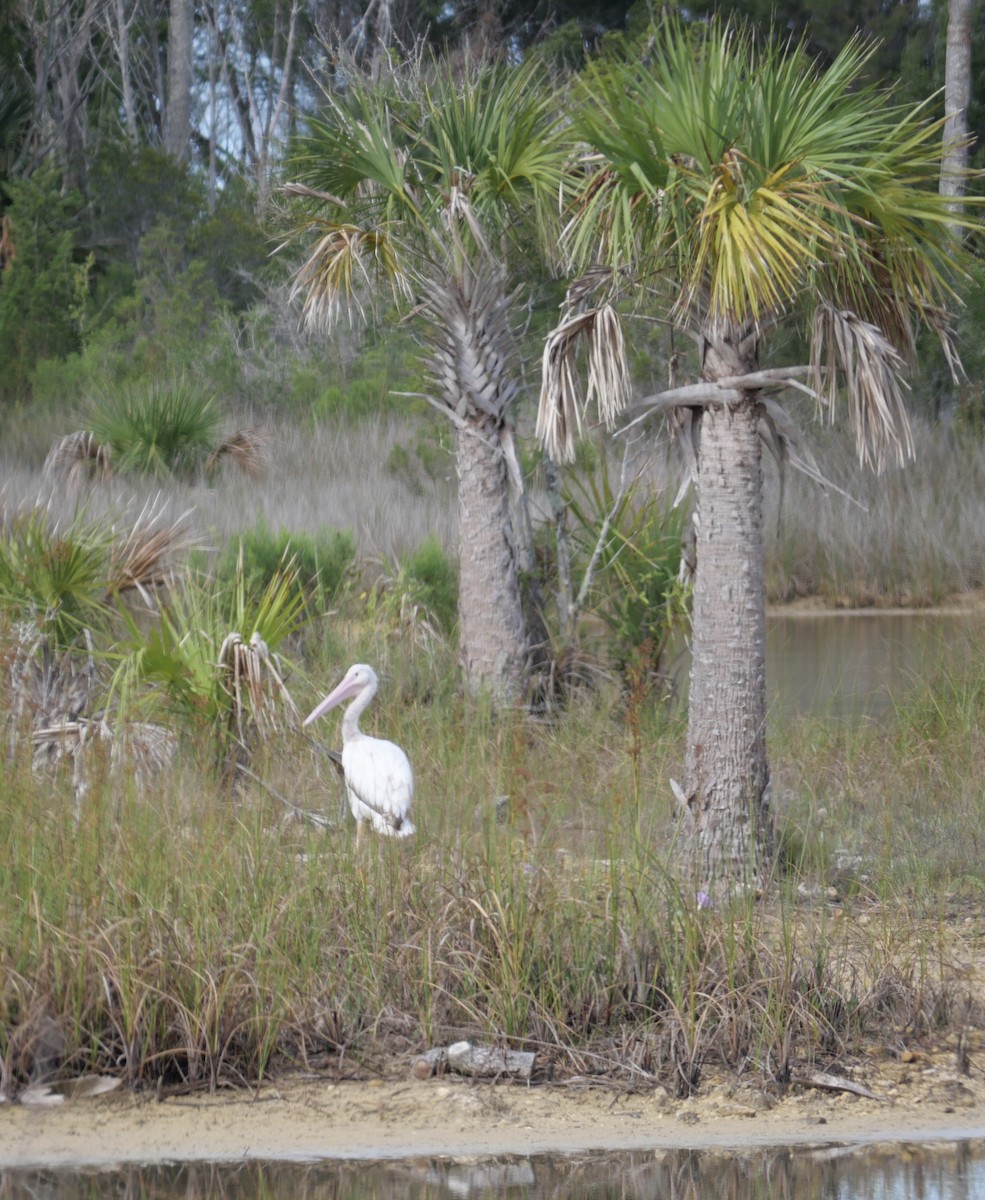 American White Pelican - ML637591533