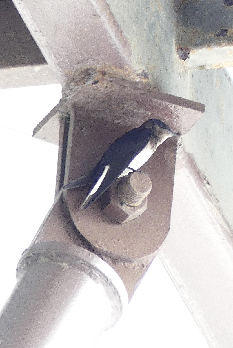 Gray-breasted Martin - ML637591554