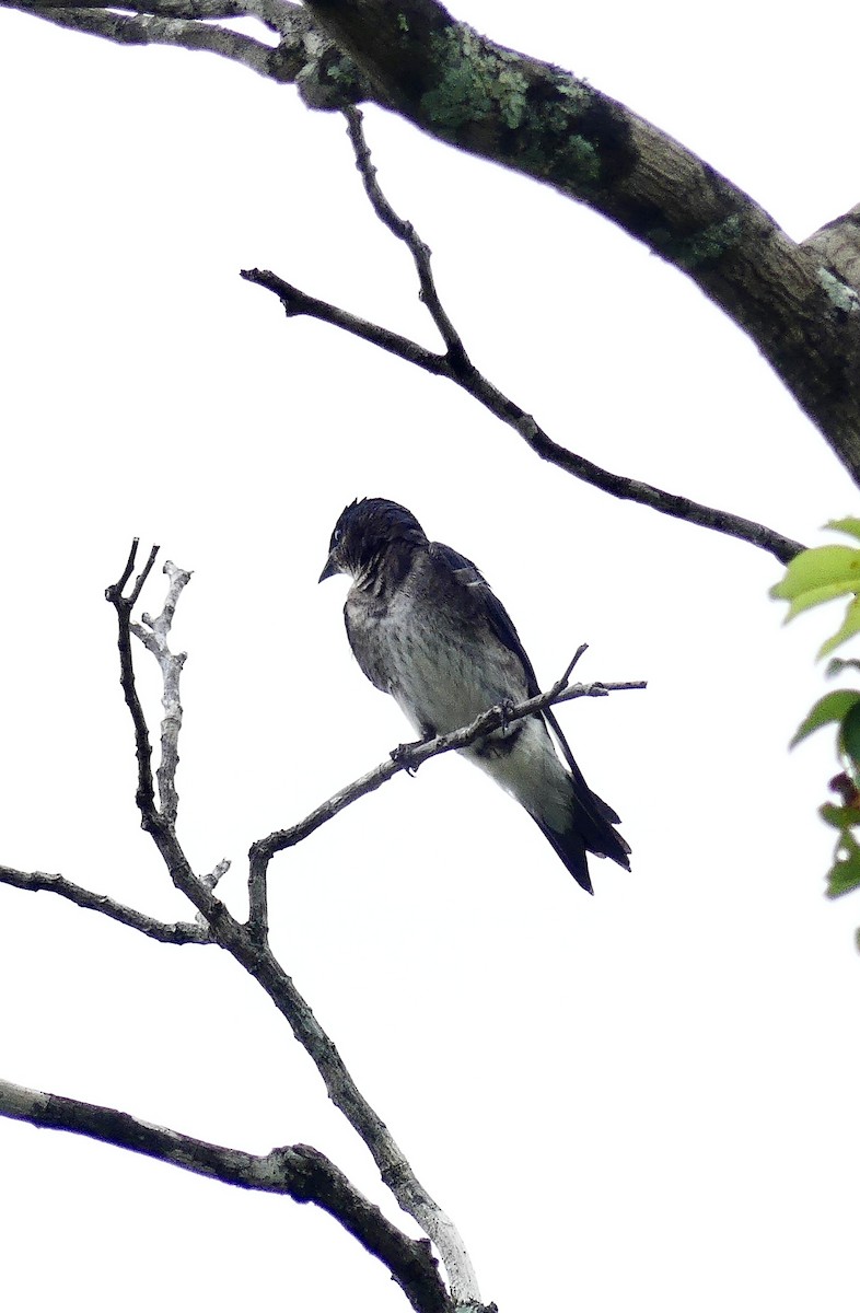 Gray-breasted Martin - ML637591555