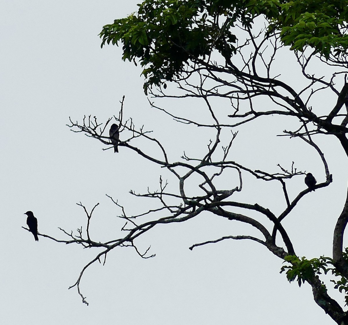 Gray-breasted Martin - ML637591556