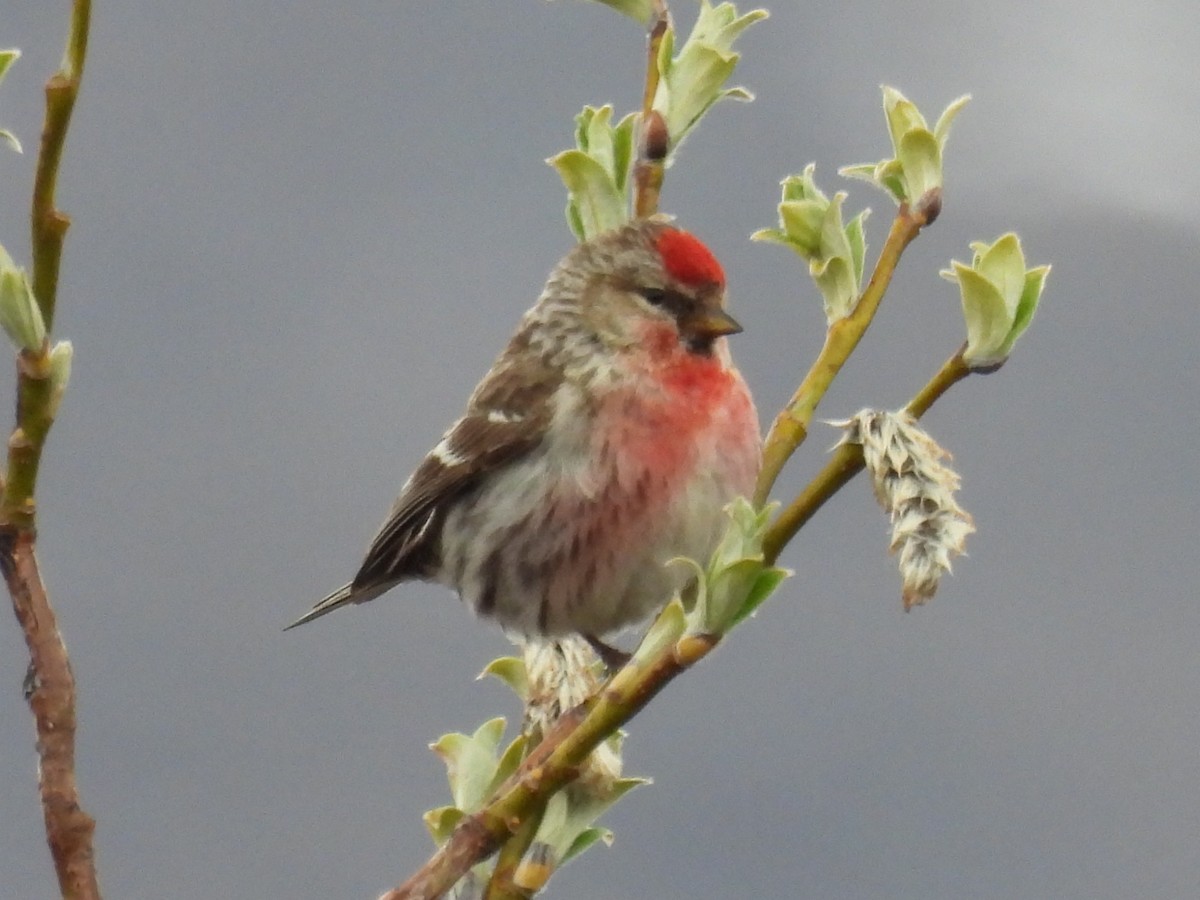 Redpoll - ML637591565