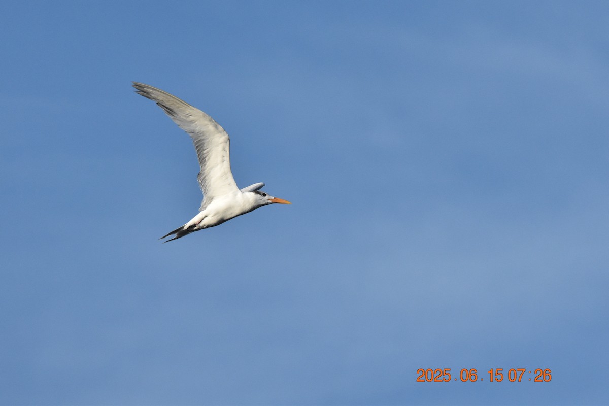 Royal Tern - ML637591567