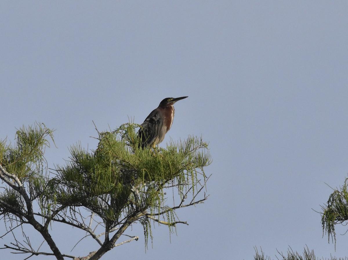 Green Heron - ML637591575