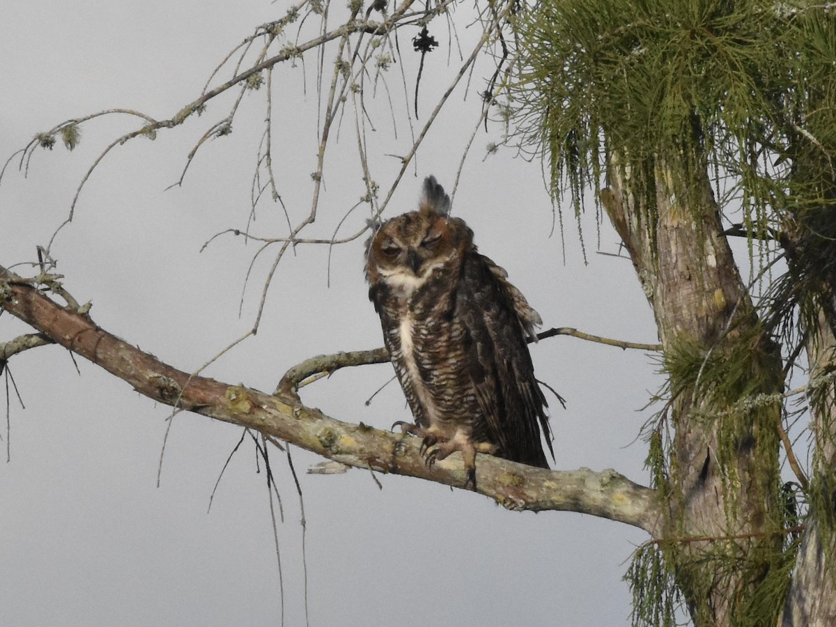 Great Horned Owl - ML637591582