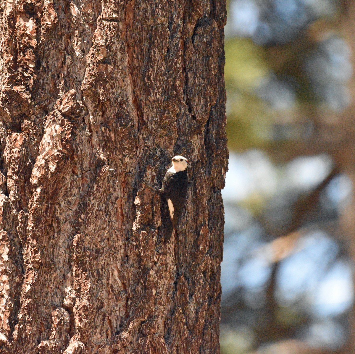 White-headed Woodpecker - ML637591584