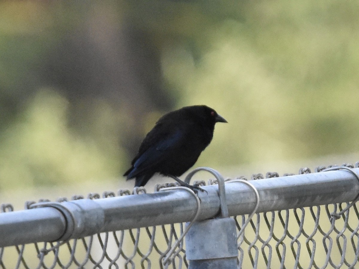 Bronzed Cowbird - ML637591590