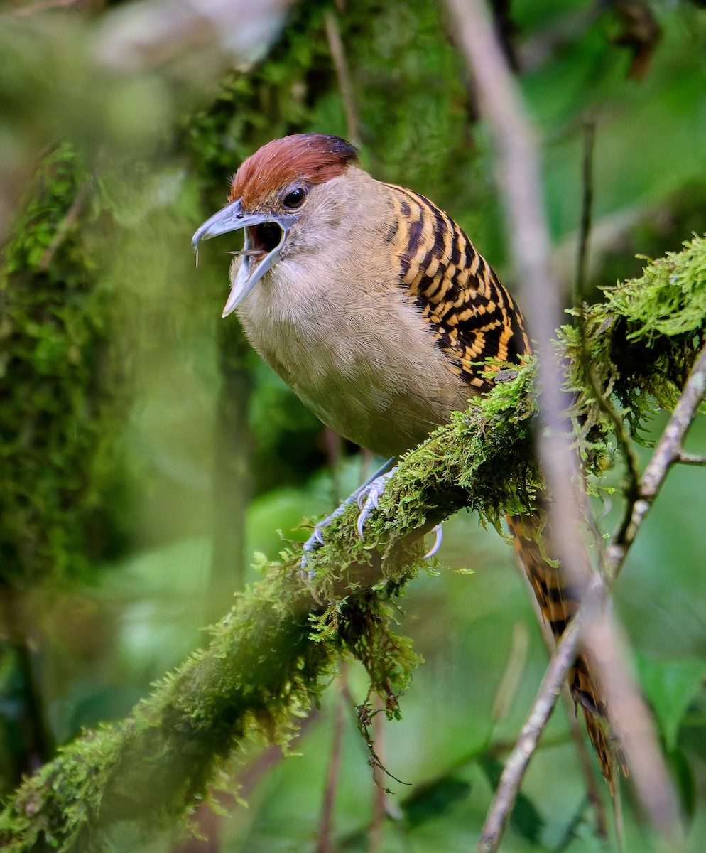 Giant Antshrike - ML637591598