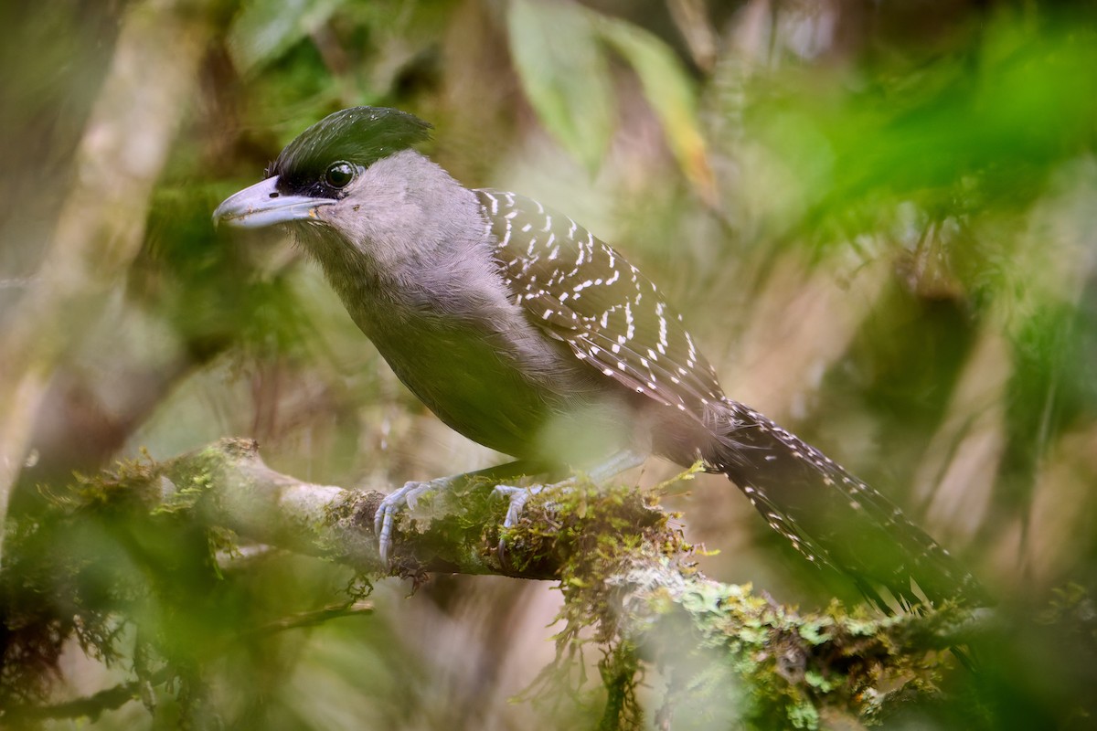 Giant Antshrike - ML637591601
