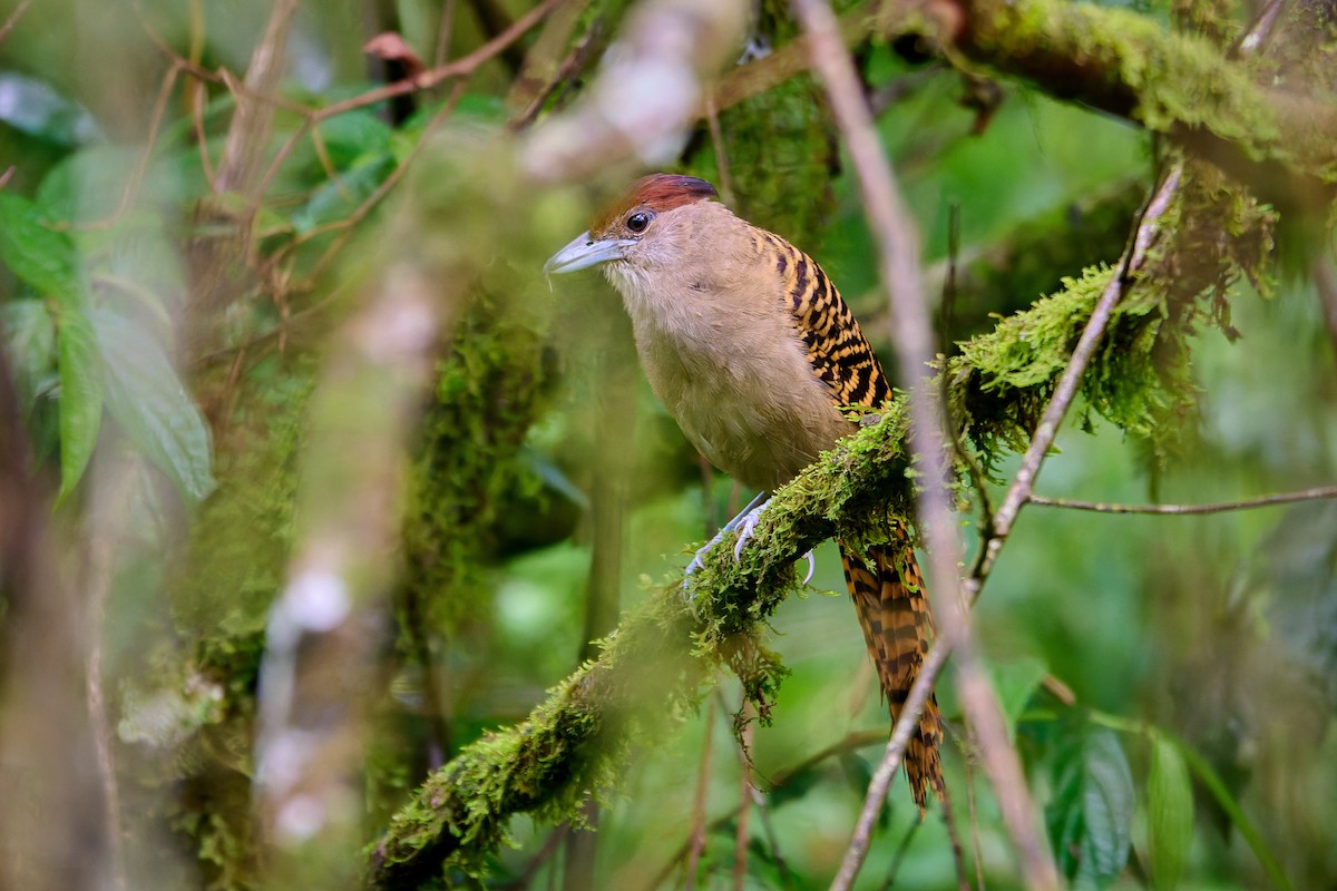 Giant Antshrike - ML637591603