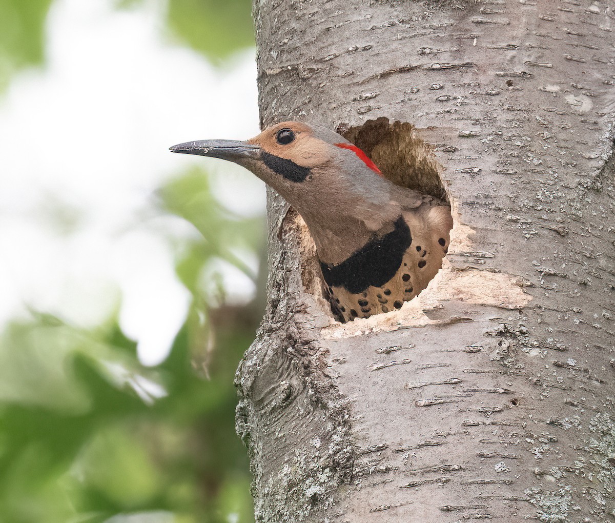 Northern Flicker - ML637591615