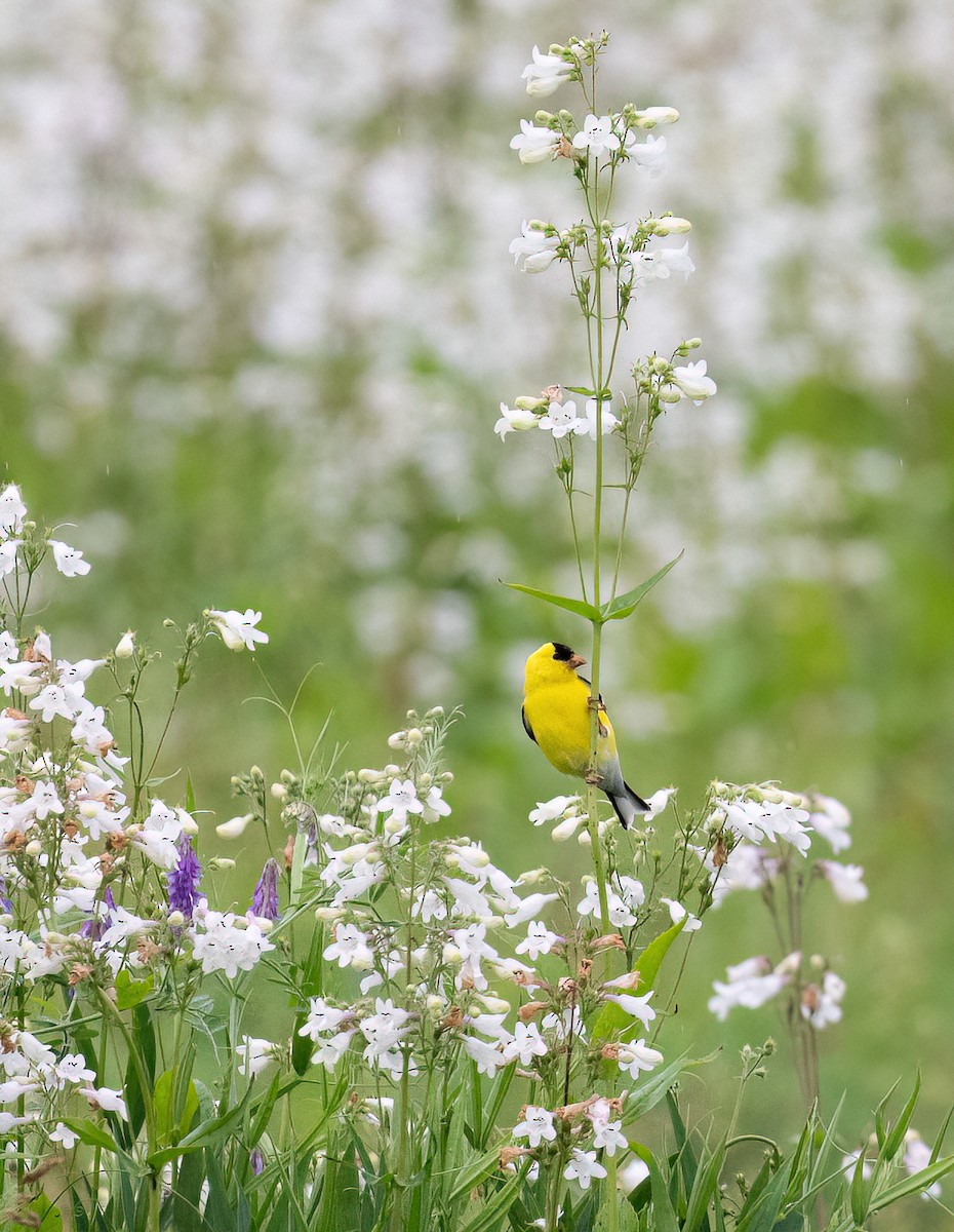 American Goldfinch - ML637591617