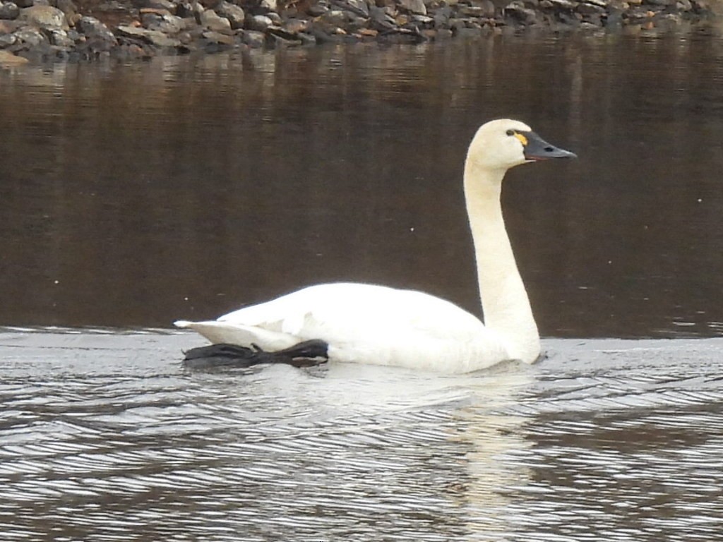Tundra Swan - ML637591619