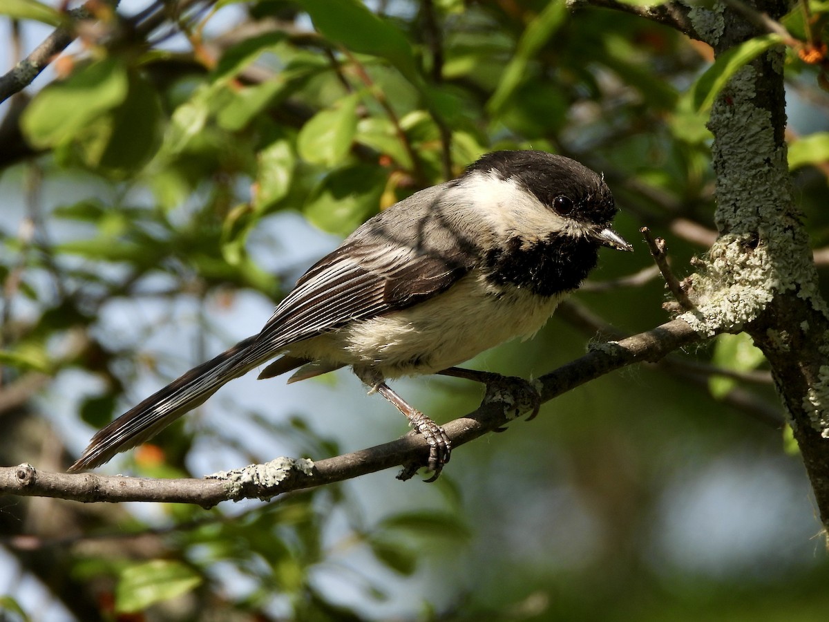 Black-capped Chickadee - ML637591621