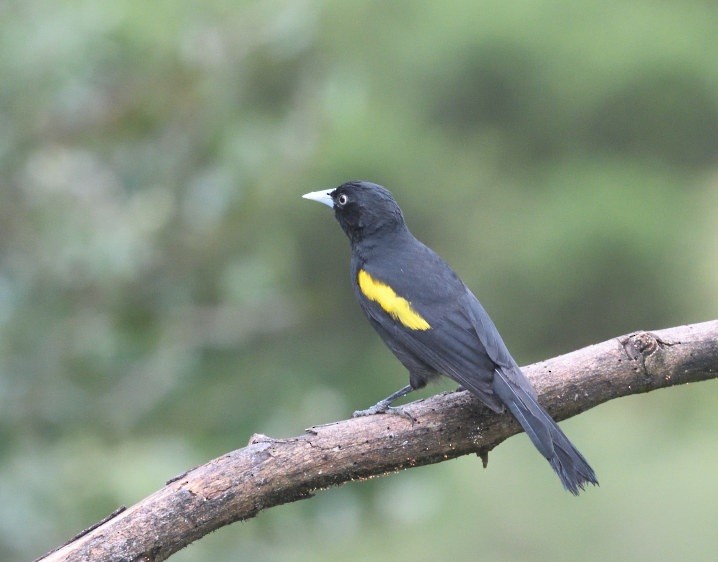 Golden-winged Cacique - ML637591627