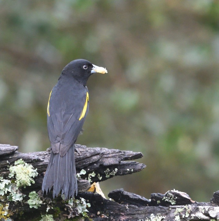 Golden-winged Cacique - ML637591630