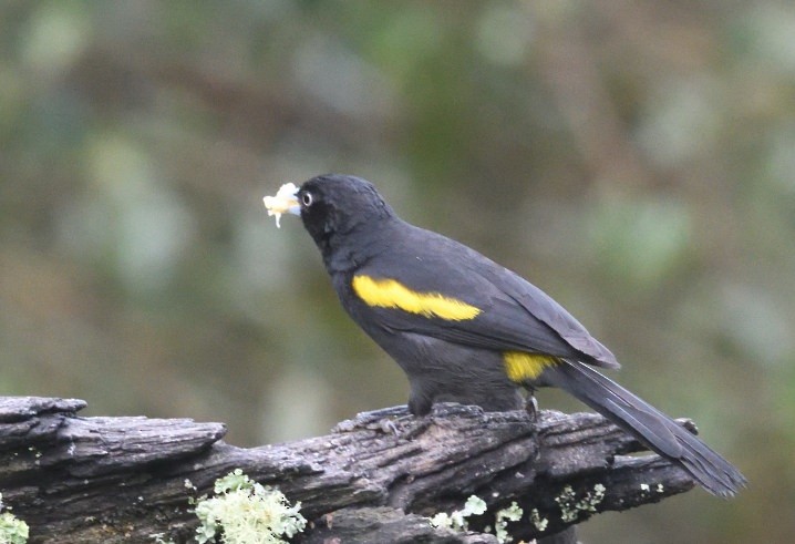 Golden-winged Cacique - ML637591634