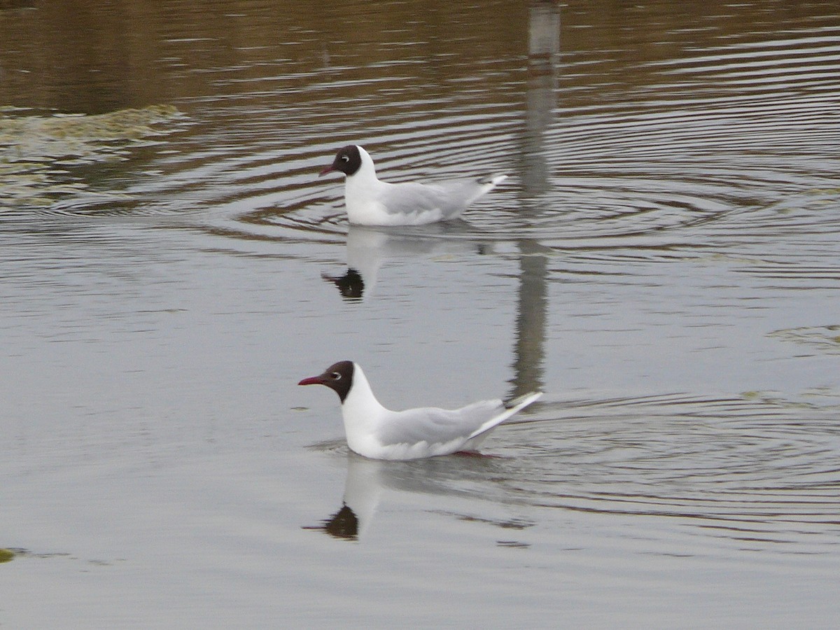 Brown-hooded Gull - ML637591641