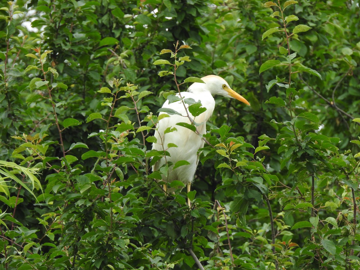 Western Cattle-Egret - ML637591642