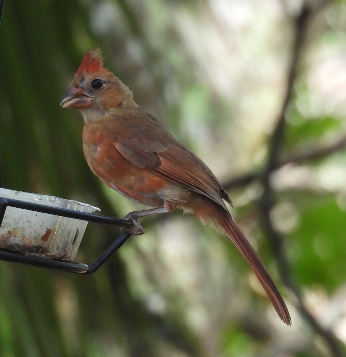 Northern Cardinal - ML637591657