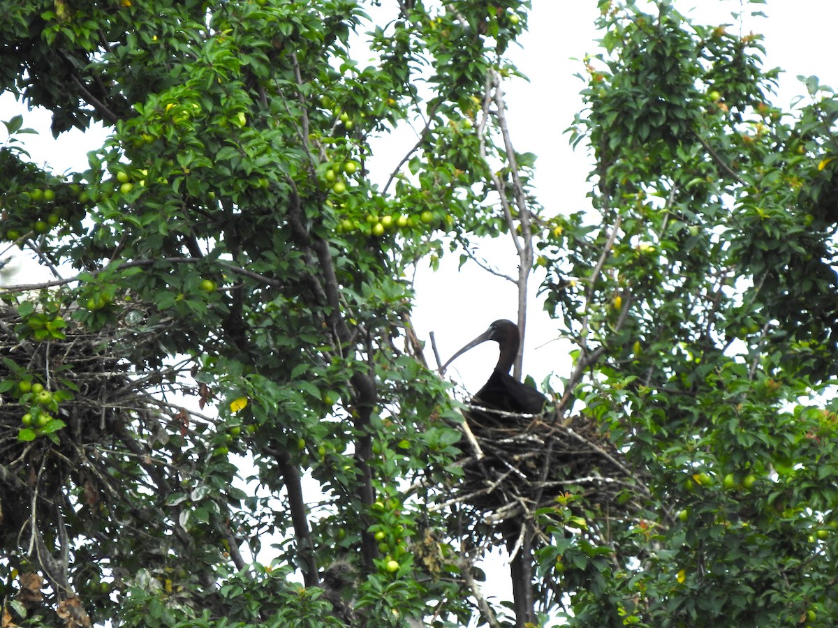Glossy Ibis - ML637591673