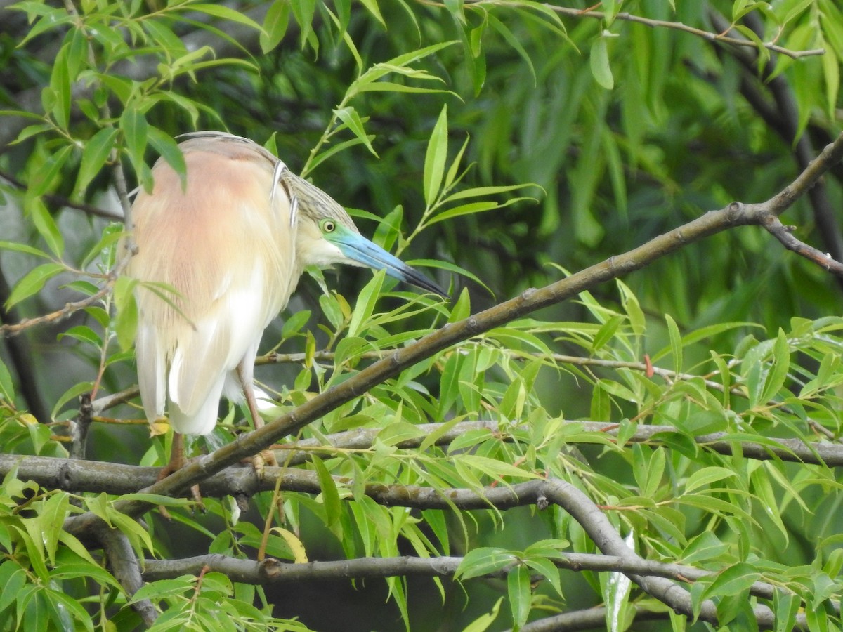 Squacco Heron - ML637591685
