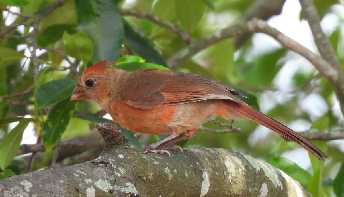 Northern Cardinal - ML637591689