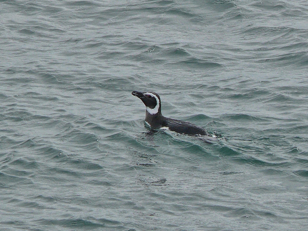 Magellanpinguin - ML637591691